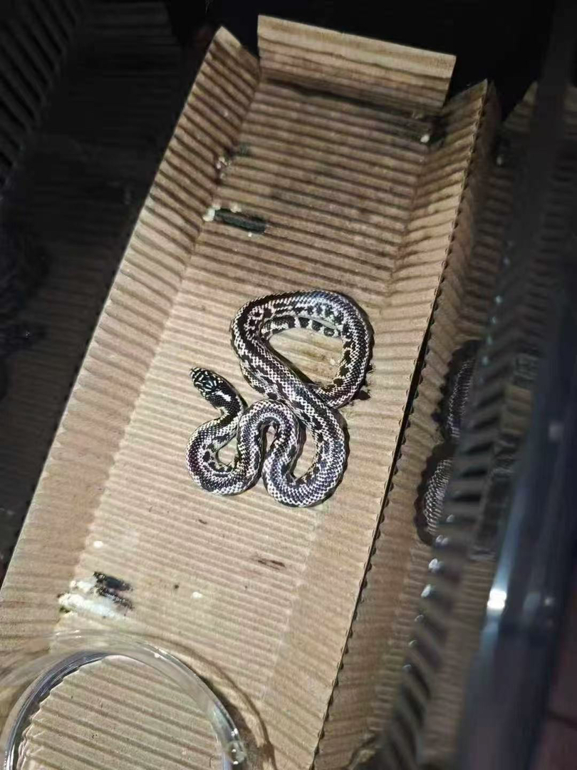 小醋包原色王蛇包活好养适合新手，蛇不能也不需要打疫苗