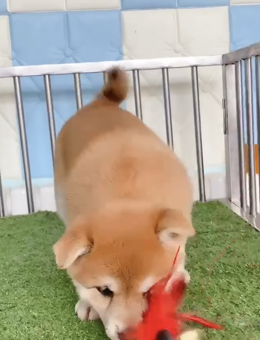 日本纯种柴犬❤平台推荐