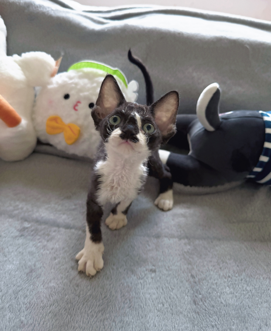 德文卷毛猫幼崽，活泼可爱，独特卷毛尽显俏皮魅力 小男孩