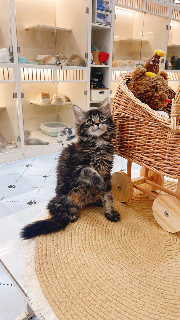 缅因猫幼崽,虎斑花纹毛绒浓密,活泼灵动,霸气可爱适配陪伴