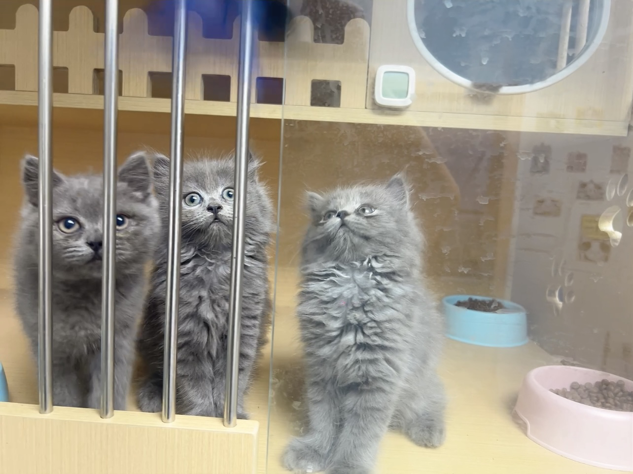 长毛蓝猫弟弟