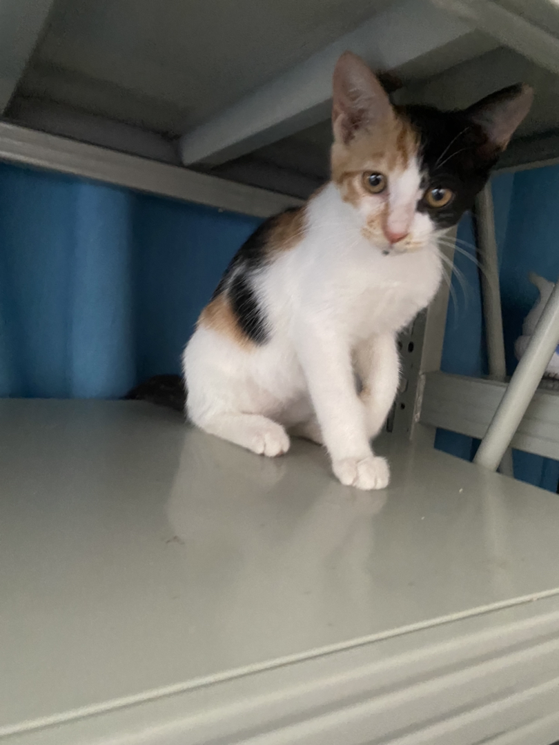 三花猫