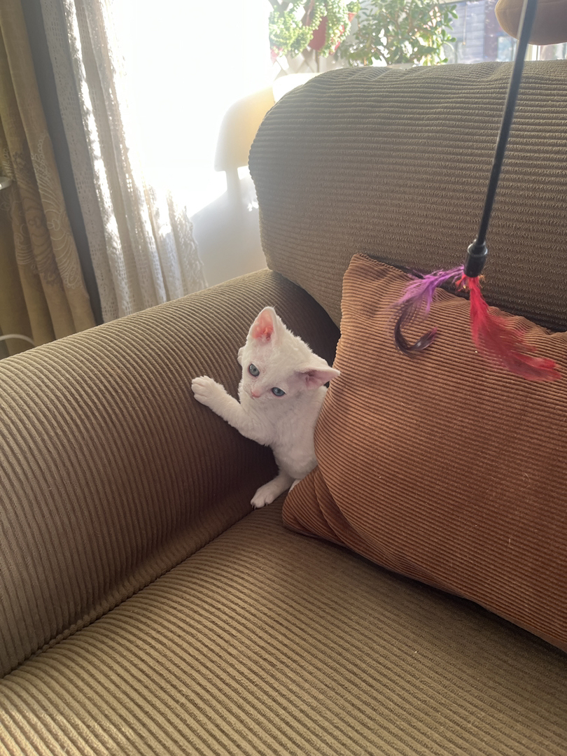 纯白异瞳德文猫