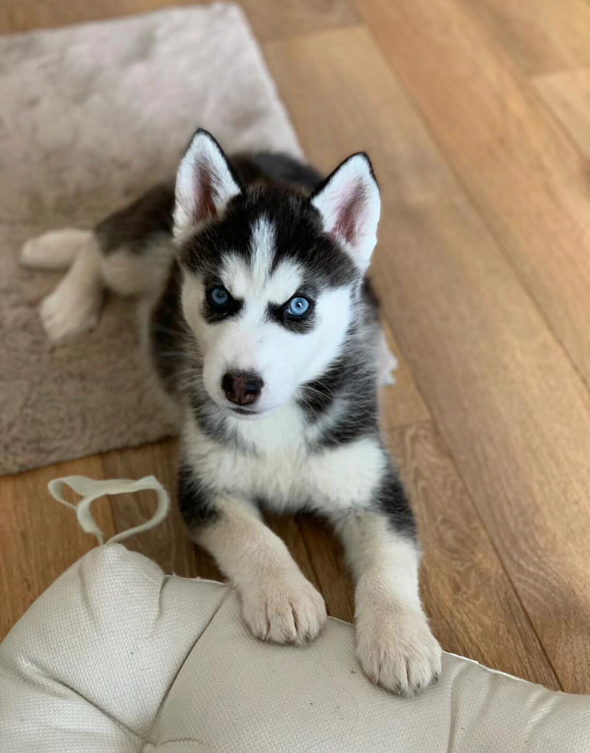 哈士奇幼犬，蓝眼吐舌，颜值高，个性活泼的可爱萌宠