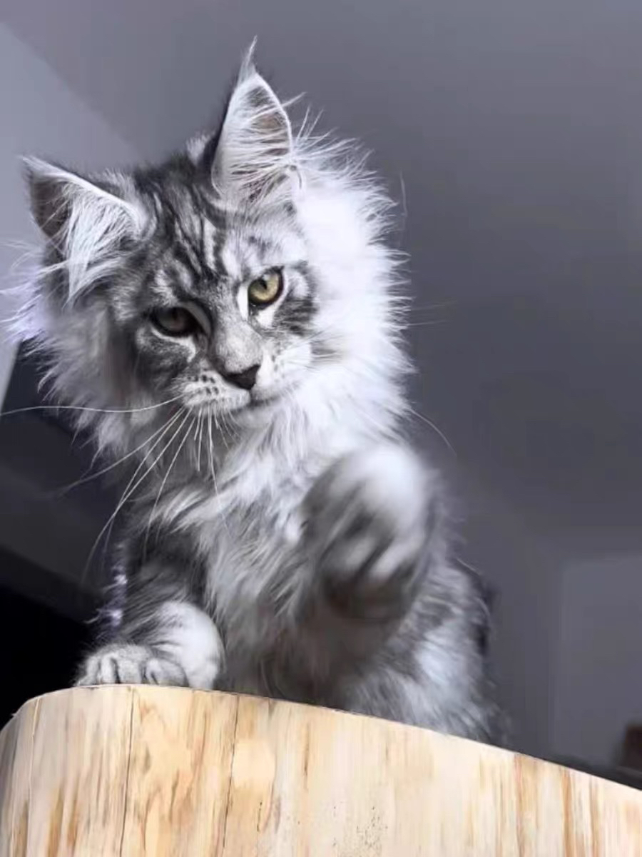 高端缅因猫❤️平台推荐