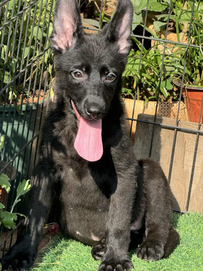 昆明本地狼青系纯黑色昆明犬幼犬，性格温顺可爱，疫苗齐全品质好健康有保障