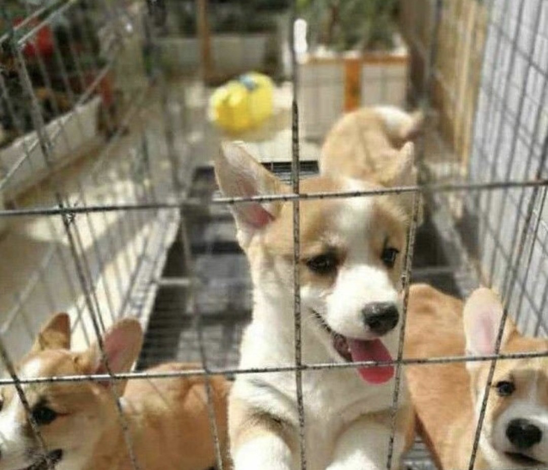 十万火急！柯基幼犬自家繁殖，一共生了6只，活泼可爱，我家狗子
性格温顺！