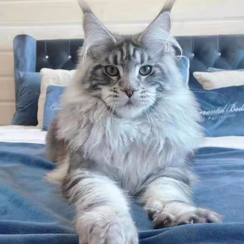 缅因猫,毛发浓密似狮,威风凛凛,温柔巨人可盐可甜