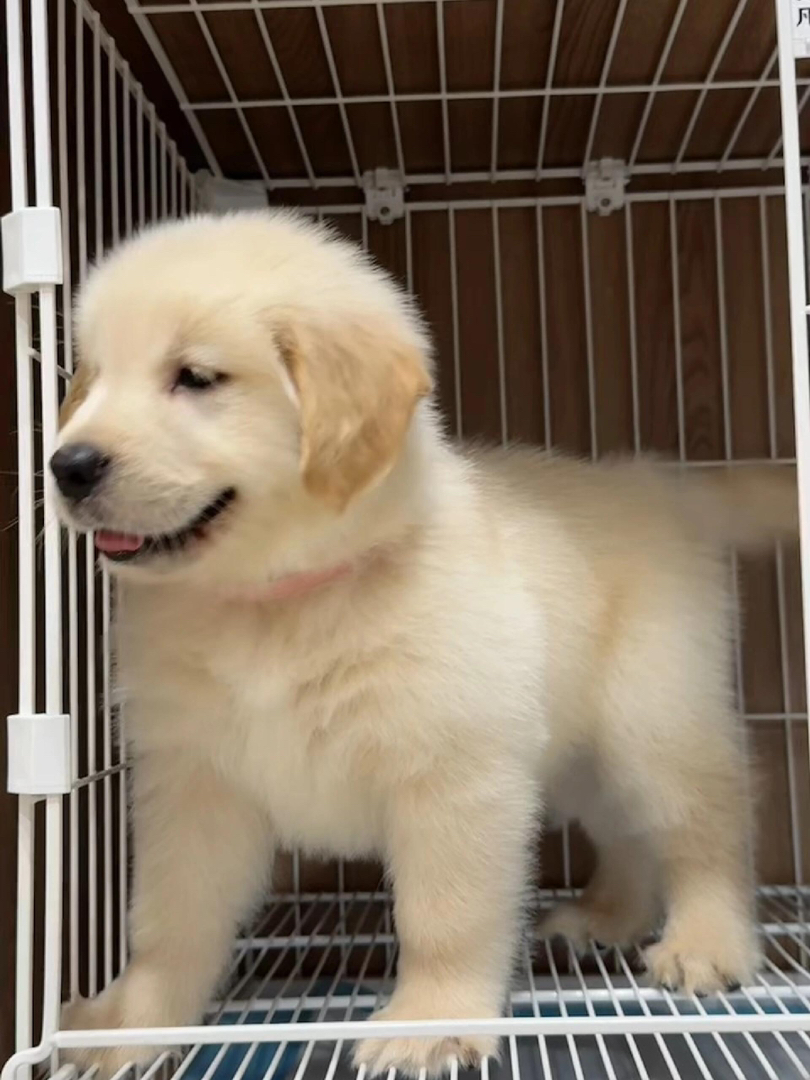 金毛幼犬，可爱活泼，性格温顺，适合家庭养殖