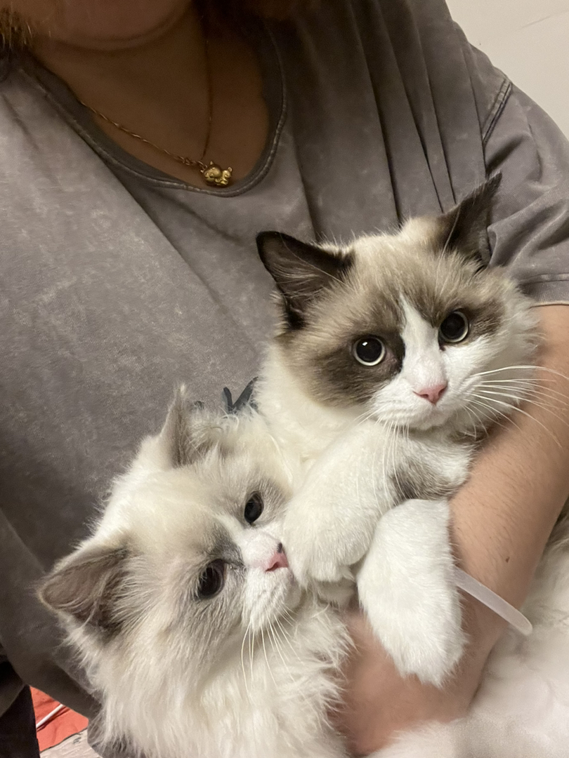 可爱公猫