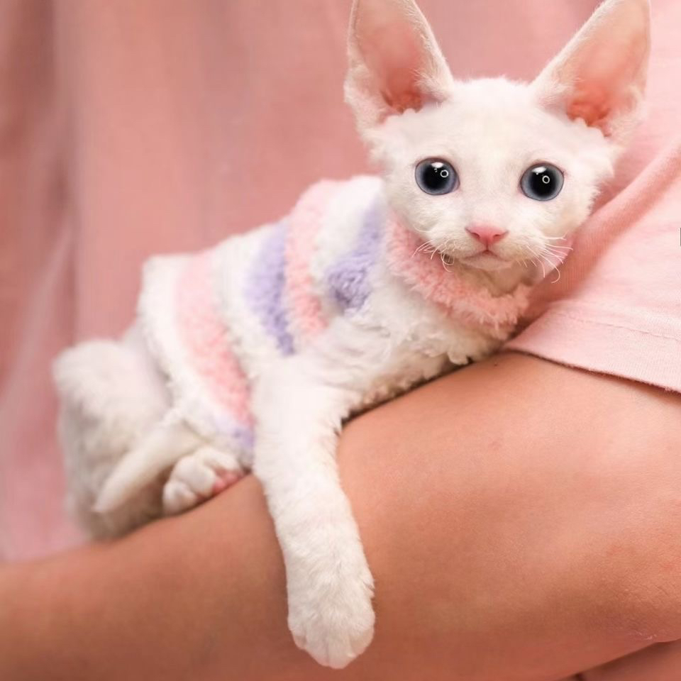 韩版德文猫❤️网红双血统德文猫