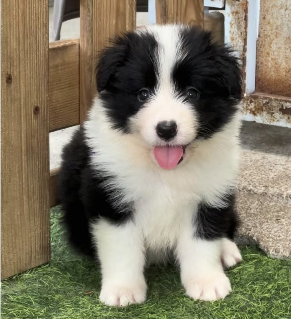黑白相间边境牧羊犬,活泼可爱,聪明伶俐的最佳伴侣