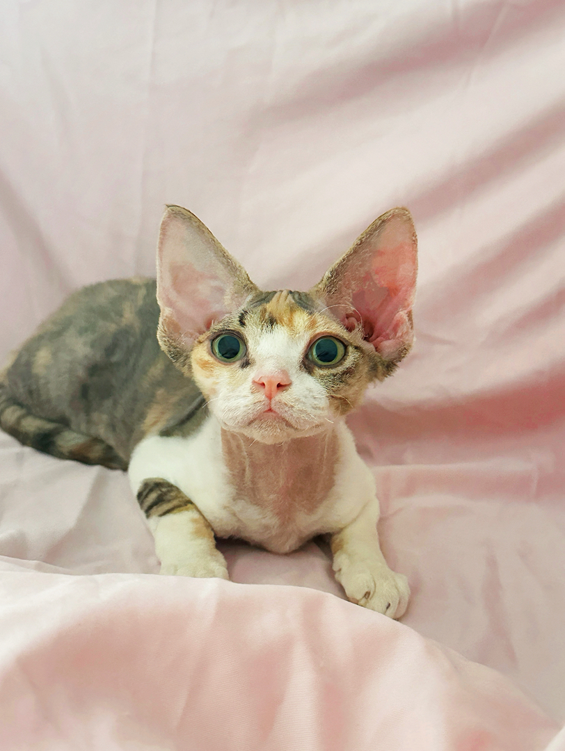 高颜值德文卷毛猫三花妹妹