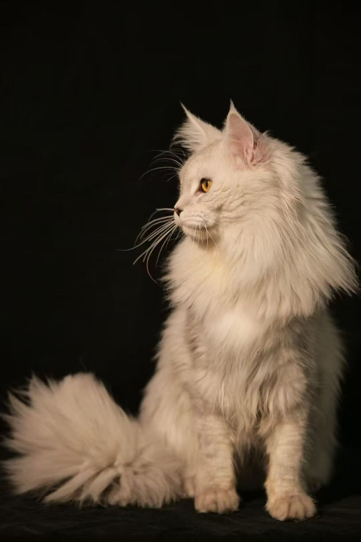 阴影色会配刚好一岁