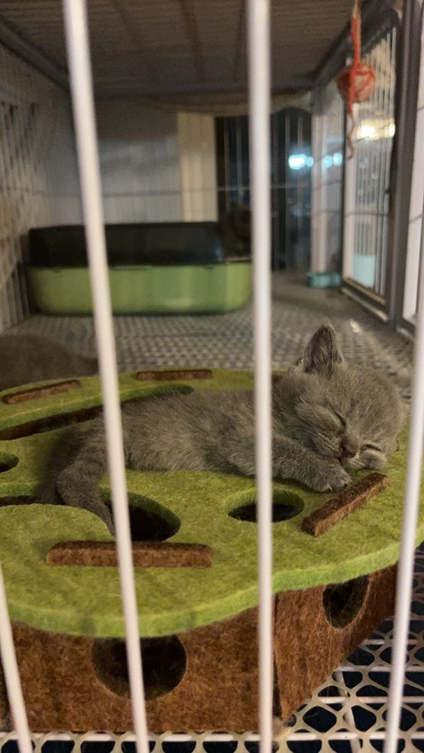 英国短毛猫幼崽，乖巧可爱，安静温顺，理想的宠物伴侣