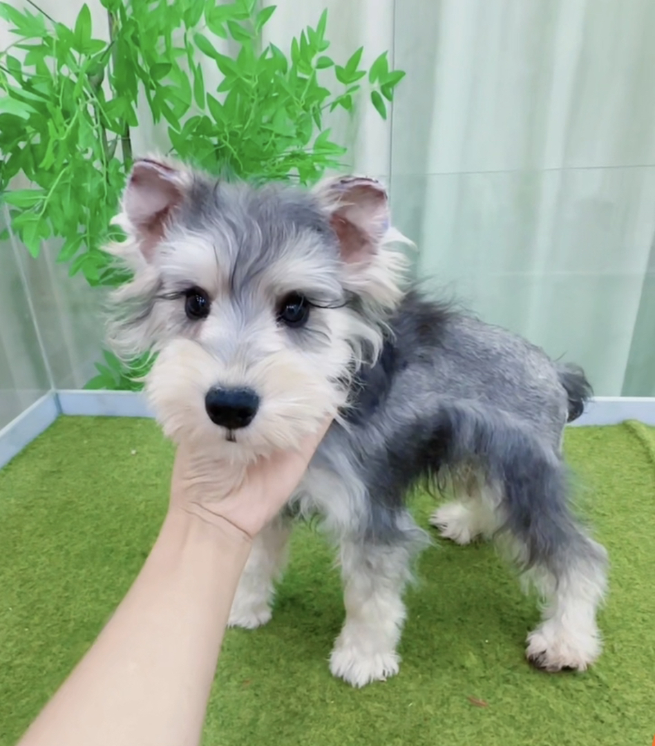 米其耳浅椒盐色雪纳瑞❤️超长睫毛