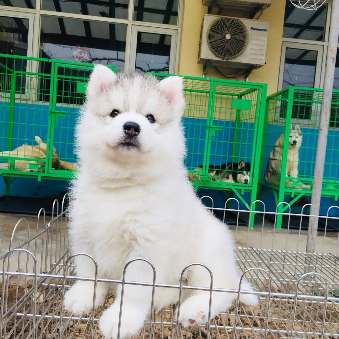 双血统赛级梦幻灰色哈士奇❤️二哈