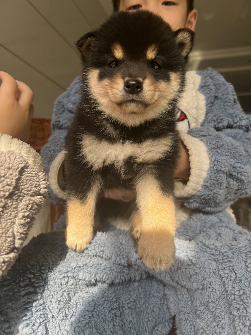 柴犬