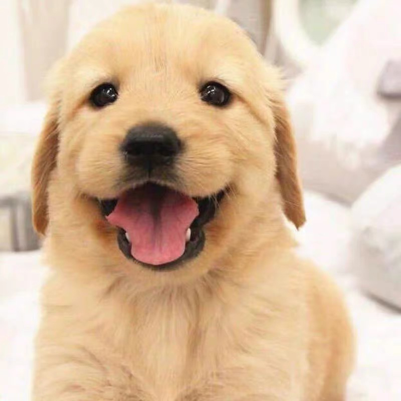 双血统金毛犬❤️带证书芯片