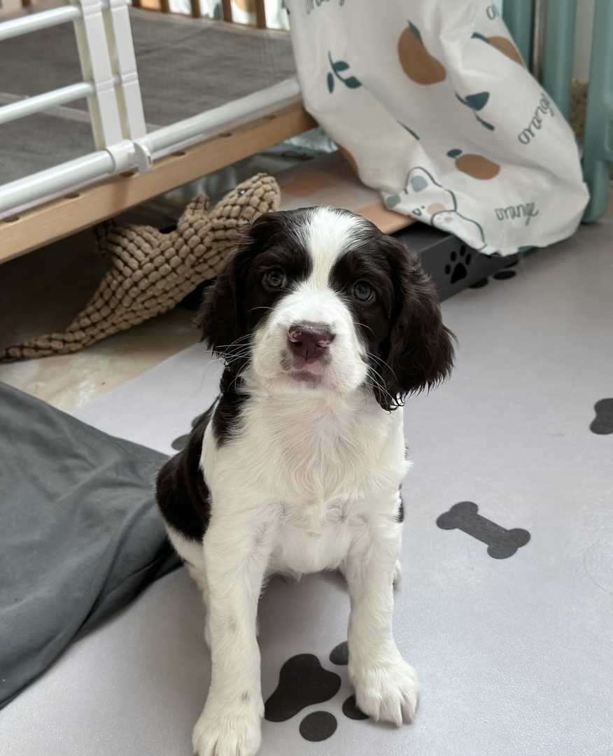 伯恩山犬以友好、温和的性格著称，适合家庭养育，尤其是对孩子特别包容。