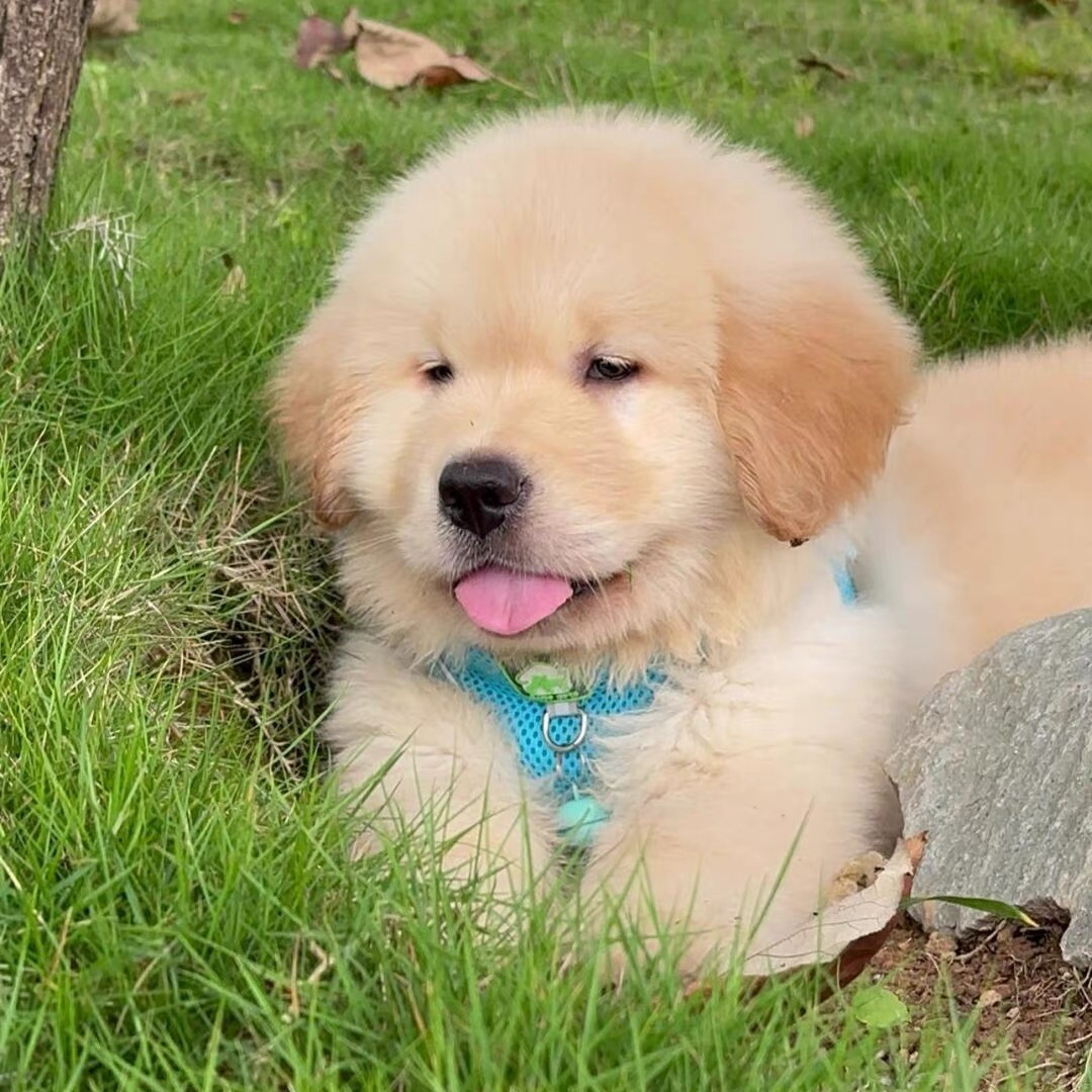 双血统带证书芯片金毛犬