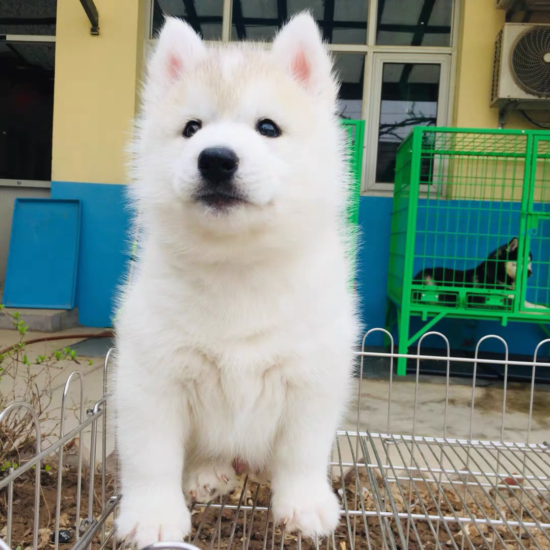 双血统赛级梦幻灰色哈士奇❤️二哈