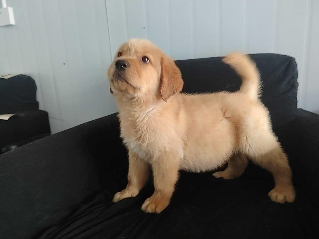 金毛幼犬,可爱活泼,性格温顺,适合家庭养殖