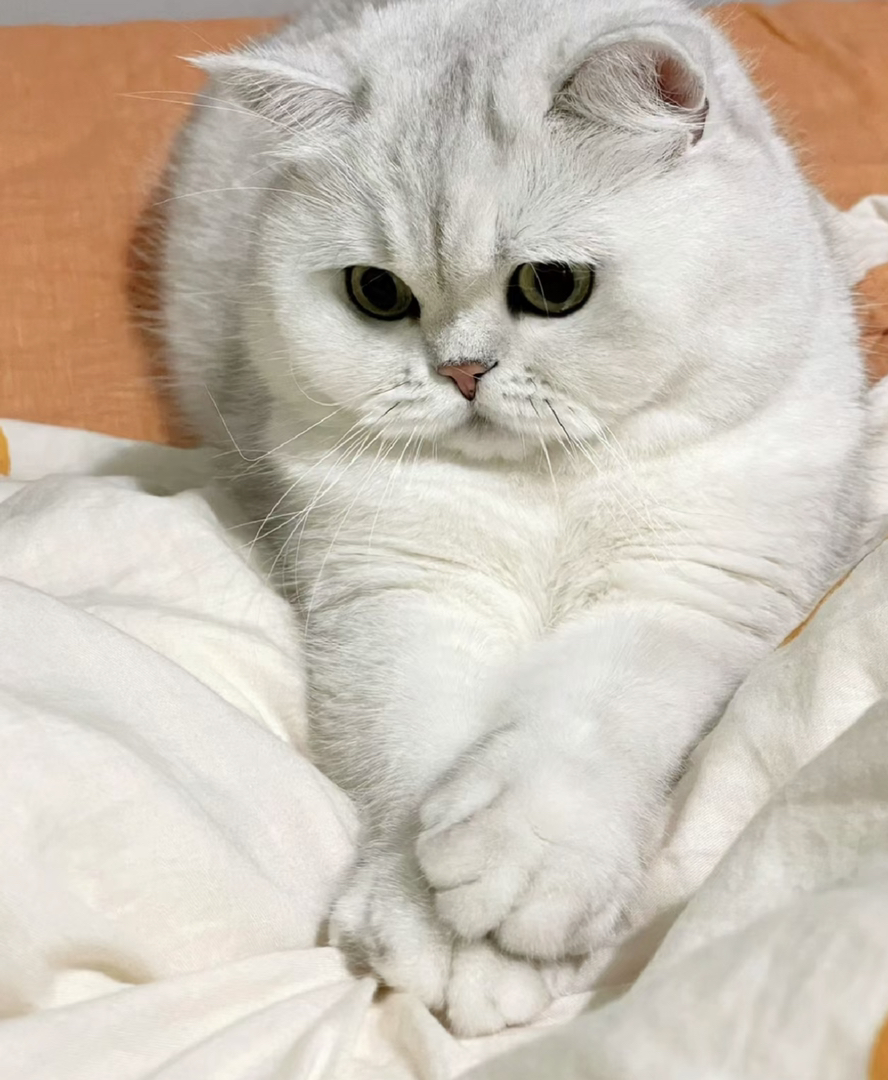 英国短毛猫❤银渐层系列
