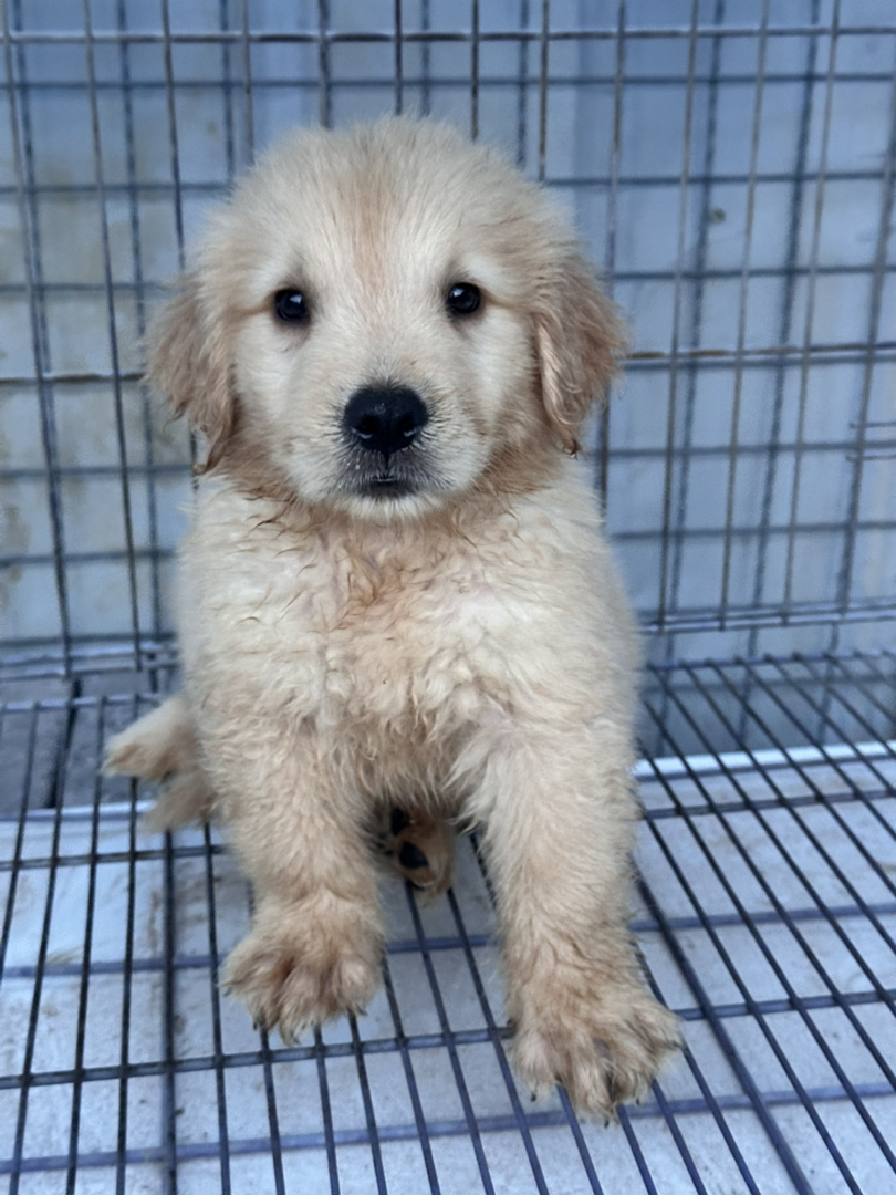 金毛幼犬，可爱活泼，性格温顺，适合家庭养殖