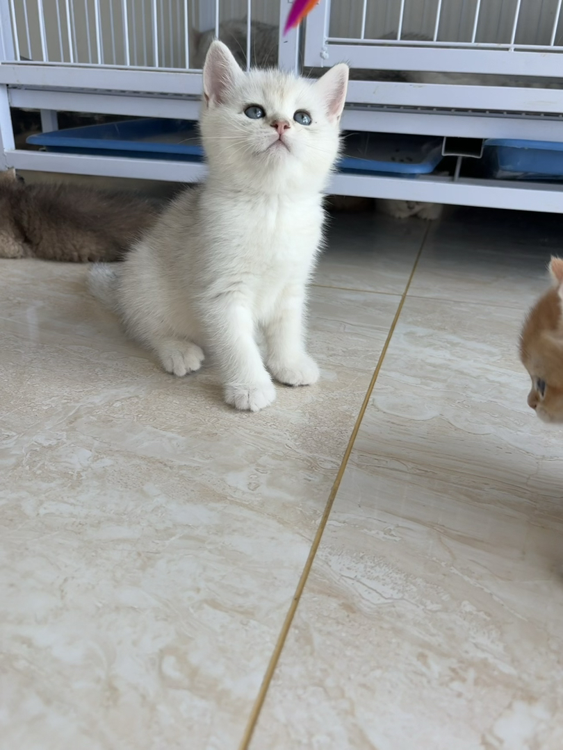 金点猫幼崽，雪白软萌，500自提，性价比超高的可爱萌宠，郑州自体