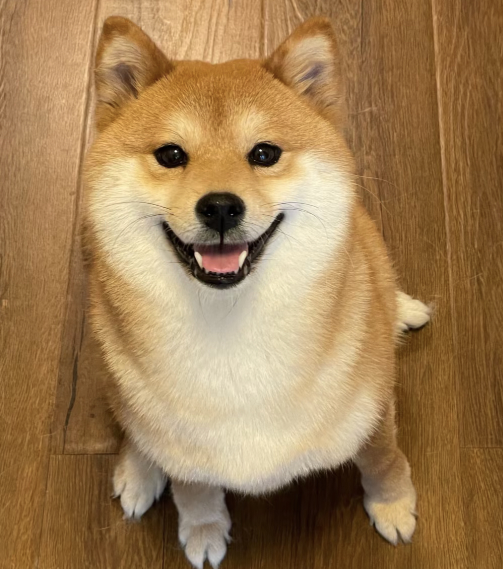❤平台推荐商家❤双血统纯种日本柴犬