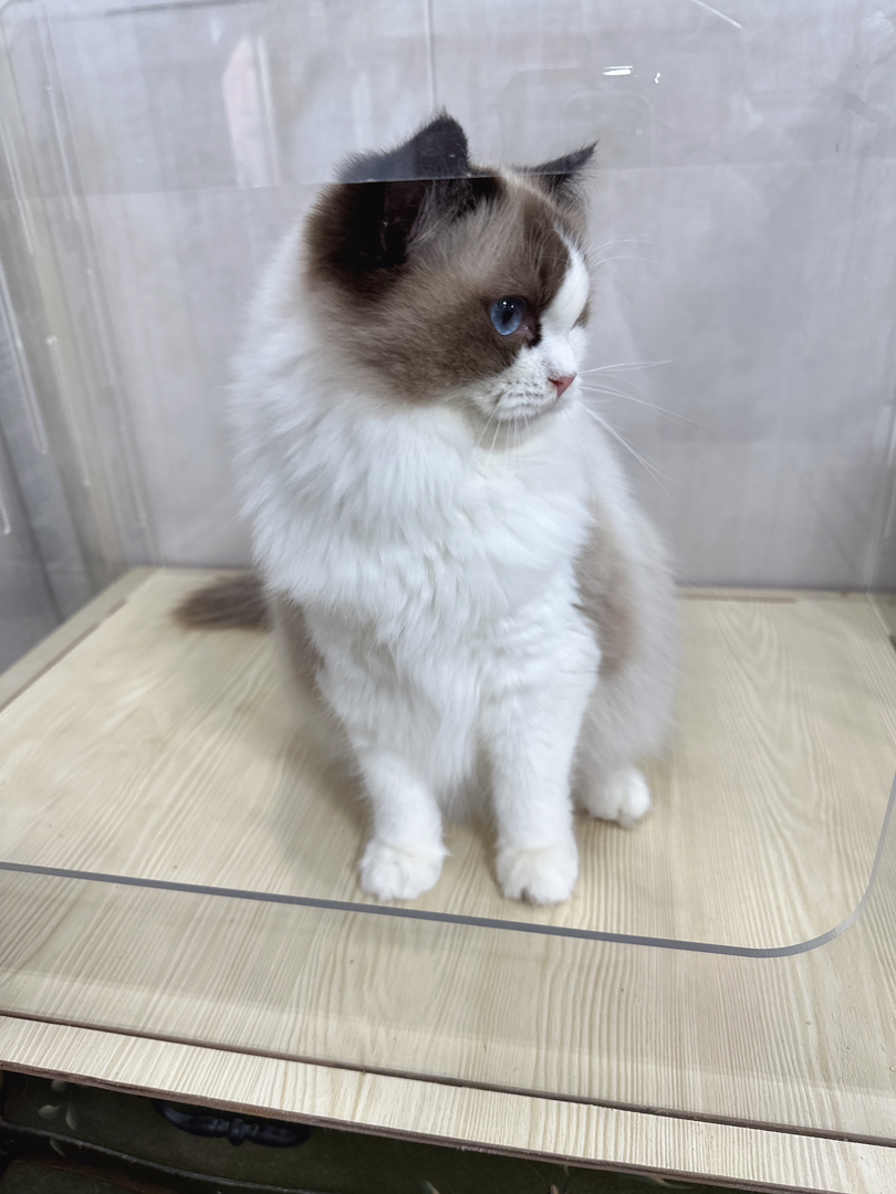 海双布偶妹妹,运费自理