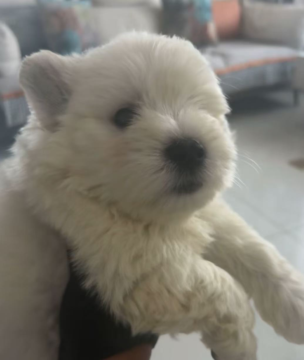 西高地白梗幼犬，白色软毛，活泼可爱，萌宠首选