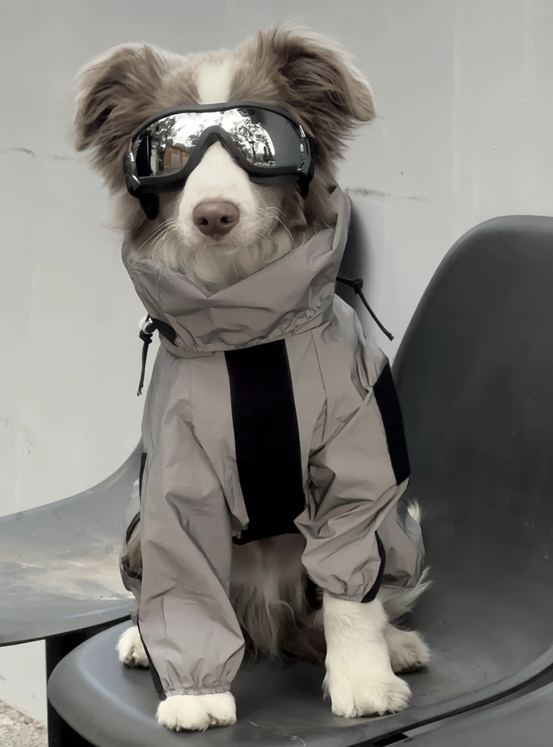 高端边境牧羊犬❤️稀有色丁香色边牧