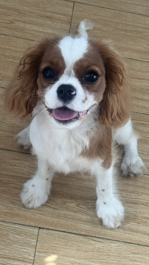 查理士王小猎犬,颜值爆表,性格乖巧,萌宠首选