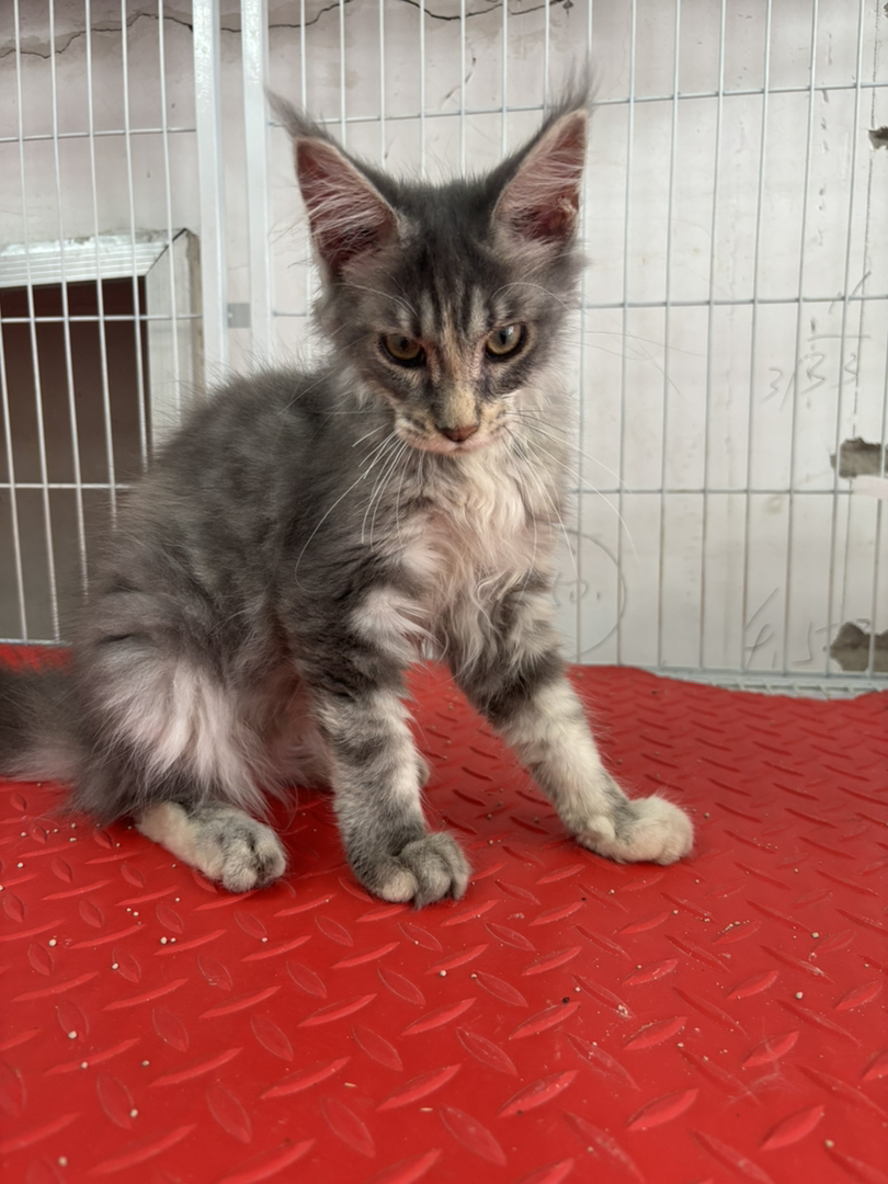 缅因猫幼崽,银虎斑花纹,毛发蓬松大耳,温顺亲人,颜值气质俱佳