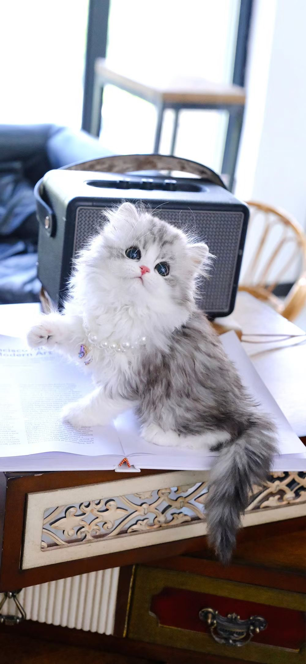 起司高地猫咪