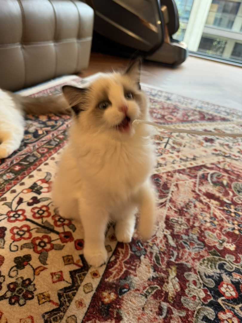 纯种赛级布偶猫，性格好，脾气好，省心好养活