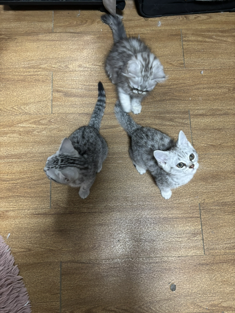 美短起司
