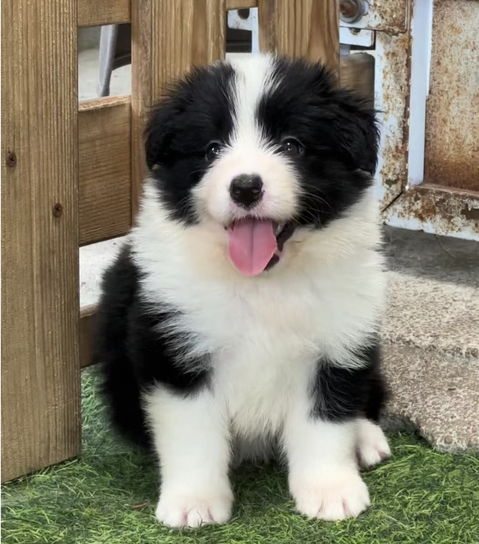 黑白相间边境牧羊犬,活泼可爱,聪明伶俐的最佳伴侣