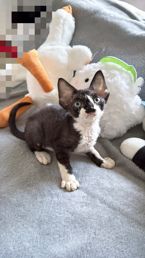 德文卷毛猫幼崽，活泼可爱，独特卷毛尽显俏皮魅力 小男孩