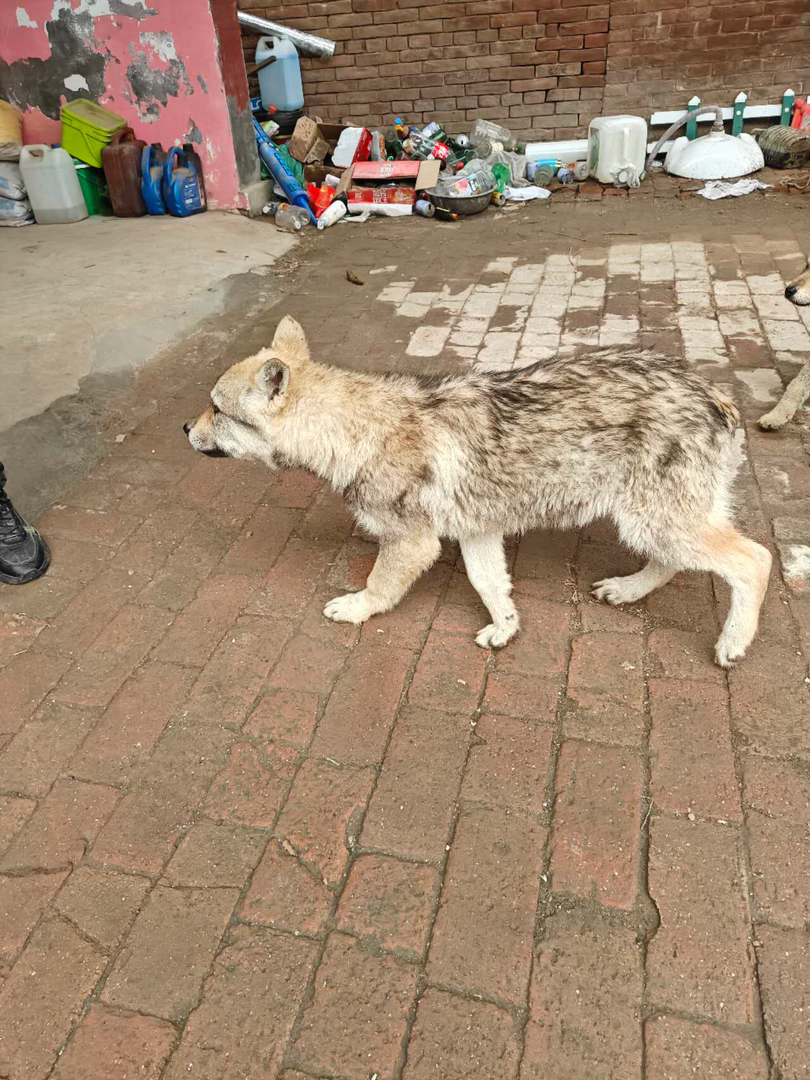 捷克狼犬