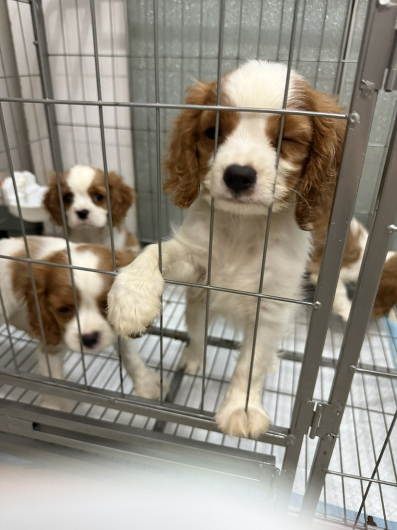查理士王小猎犬幼犬，可爱萌宠，温顺亲人的暖心伴侣