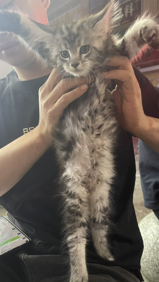 缅因猫幼崽，毛发浓密，体型较大，温顺可爱的理想宠物