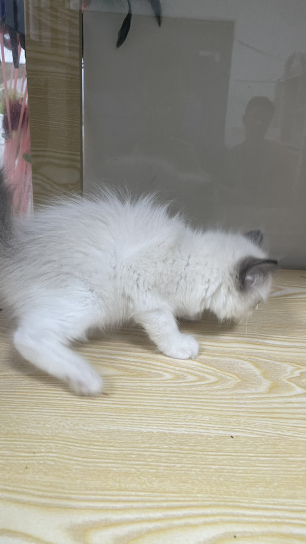 布偶猫幼崽，蓝眼白毛颜值高，性格温柔，养猫首选