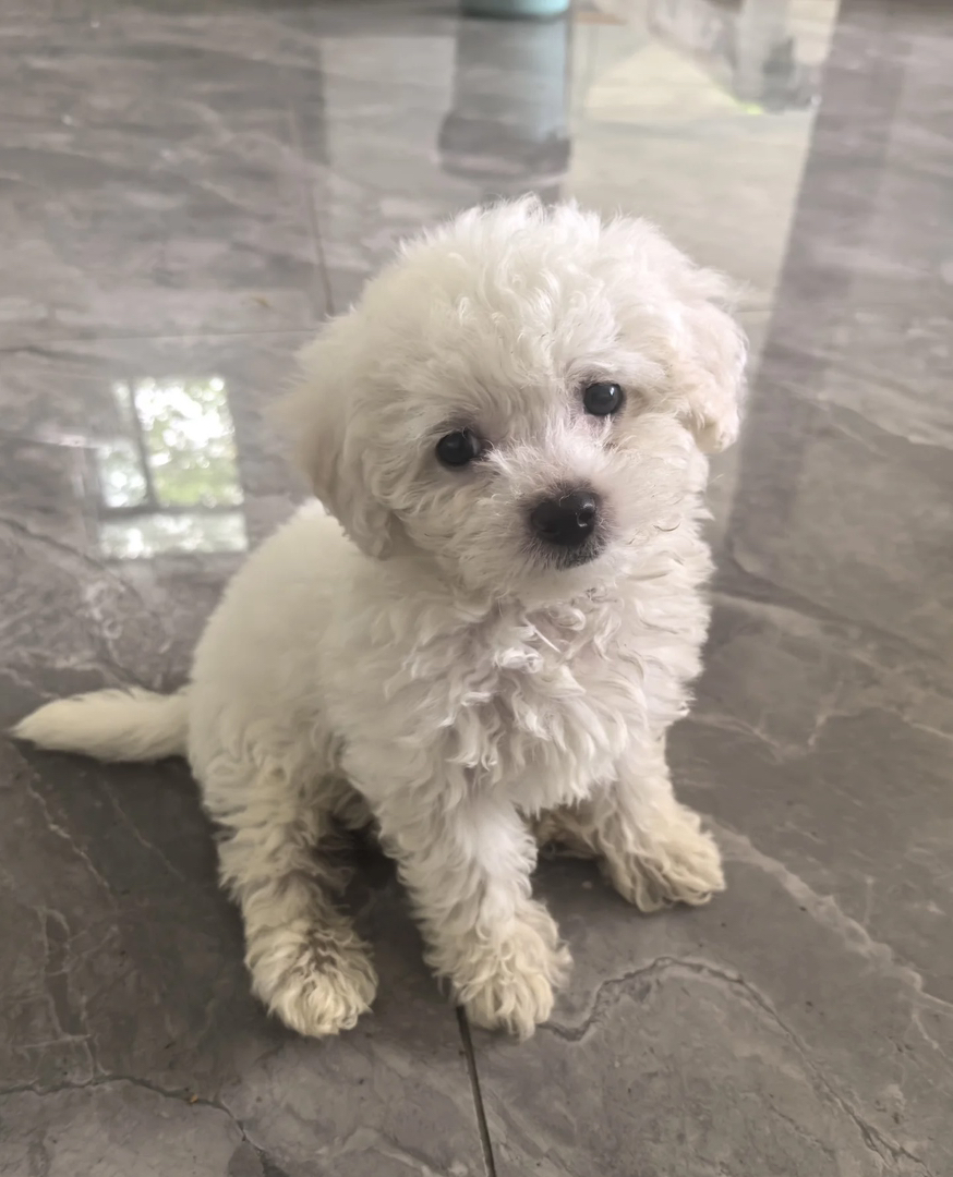 小短腿，不掉毛聪明可爱