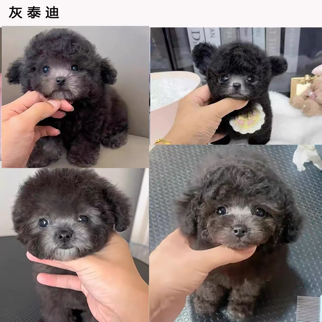泰迪熊大全❤️灰泰迪,香槟色泰迪,红泰迪,白泰迪