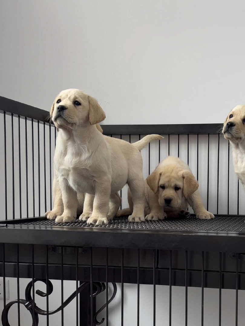 拉布拉多幼犬