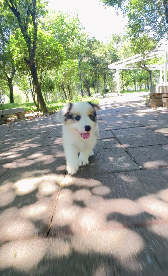 边境牧羊犬