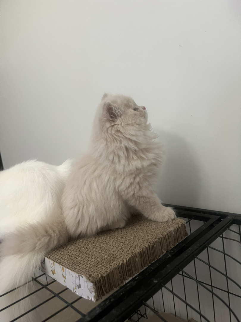 米努特稀有色高地弟弟